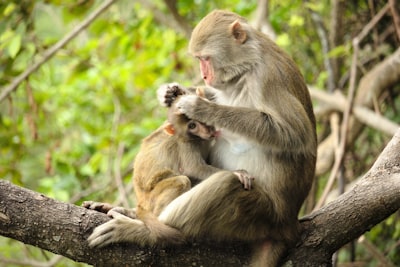 two brown and white monkeys on top of tree branch during daytime monkey zoom background