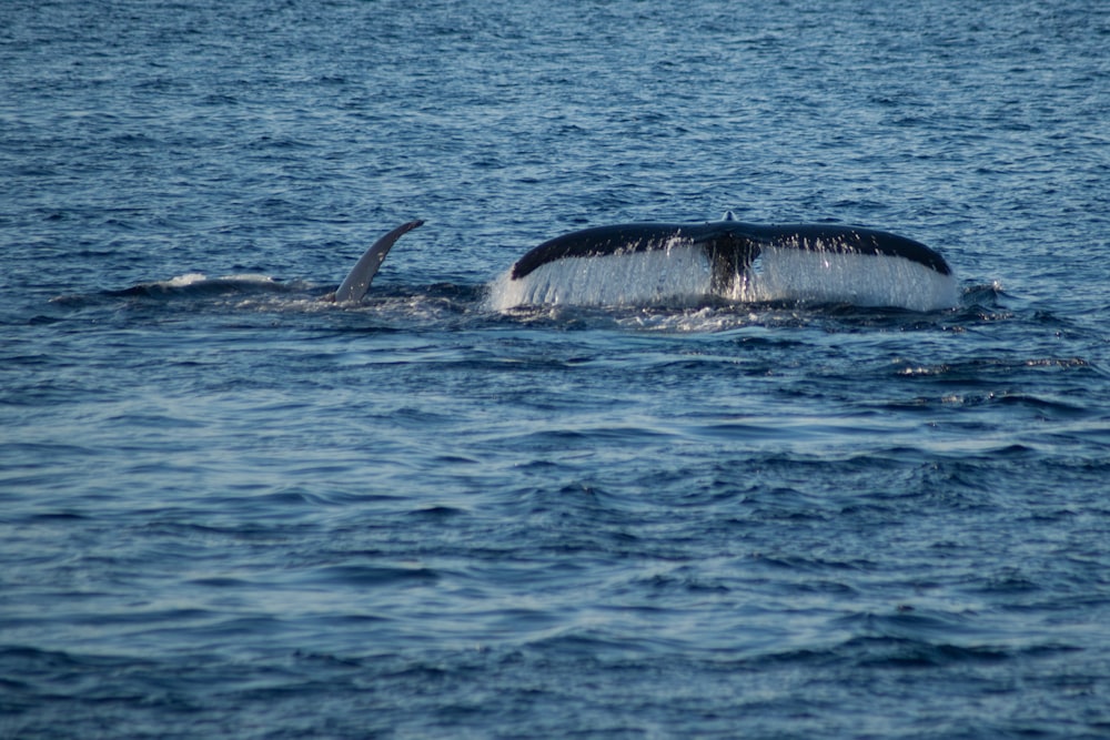 selective focus photography of whale showing tail during daytime