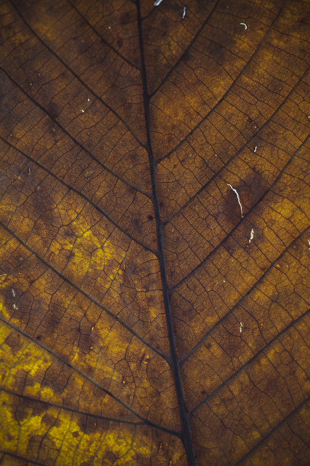 brown leaf