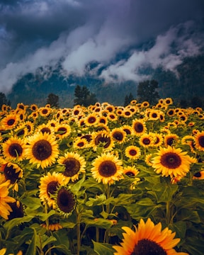 yellow sunflower field during daytime