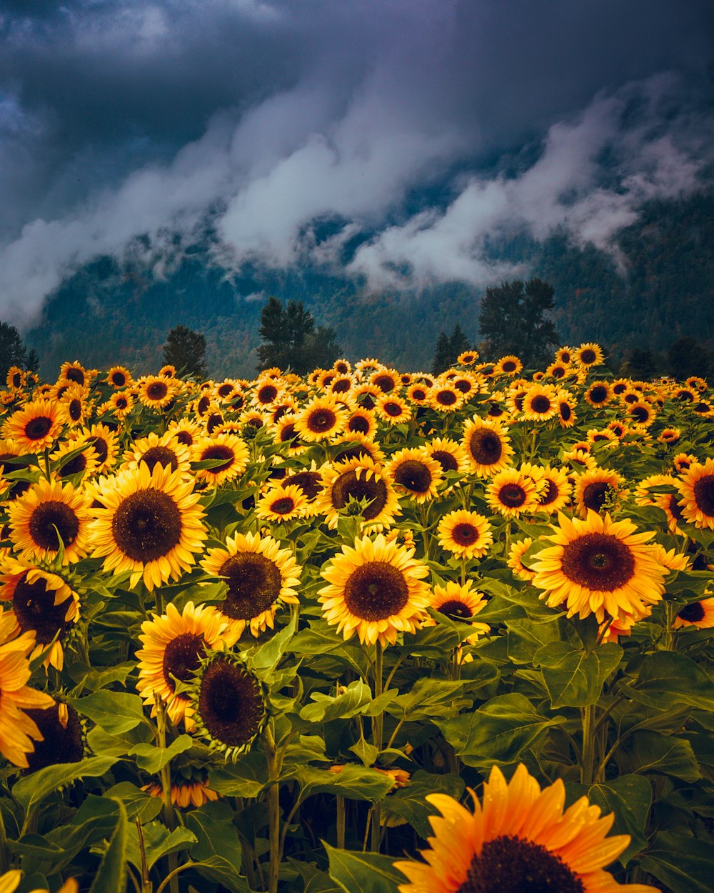 gelbes Sonnenblumenfeld tagsüber