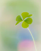 Creative branding artwork featuring the four-leaf clover symbol.