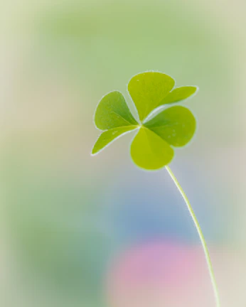 Creative branding artwork featuring the four-leaf clover symbol.