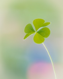 A single green clover with three leaves is prominently featured on a blurred soft-focus background. The clover is light and delicate, with a thin stem stretching downwards.