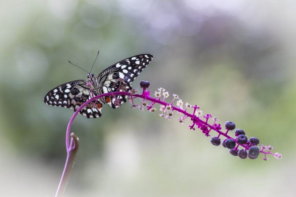 black and white butterfly standing on lavender