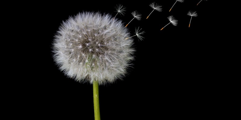 Dandelion by Herbert Goetsch