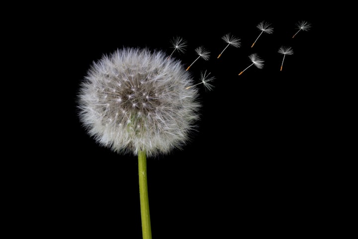 The Diuretic Effects of Dandelion in Controlling Cystitis