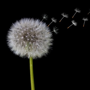 white dandelion