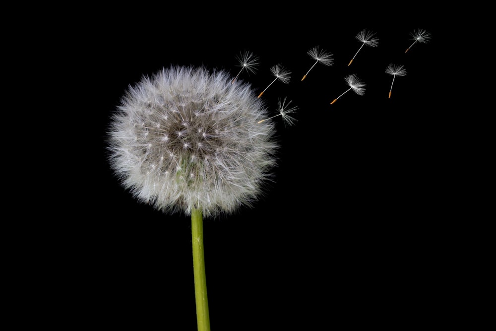 white dandelion