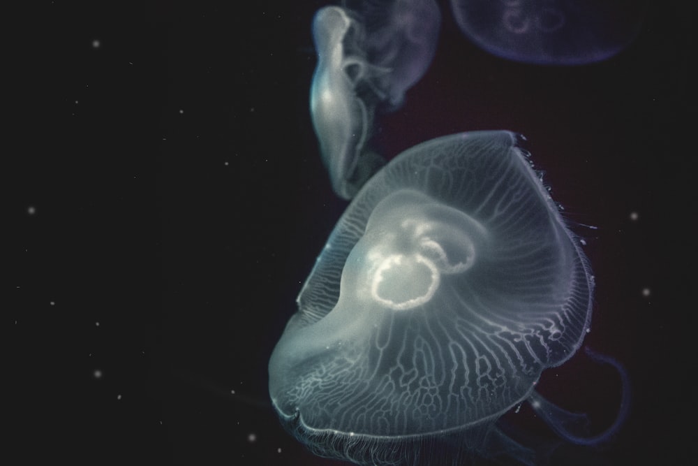 white jellyfish against black background