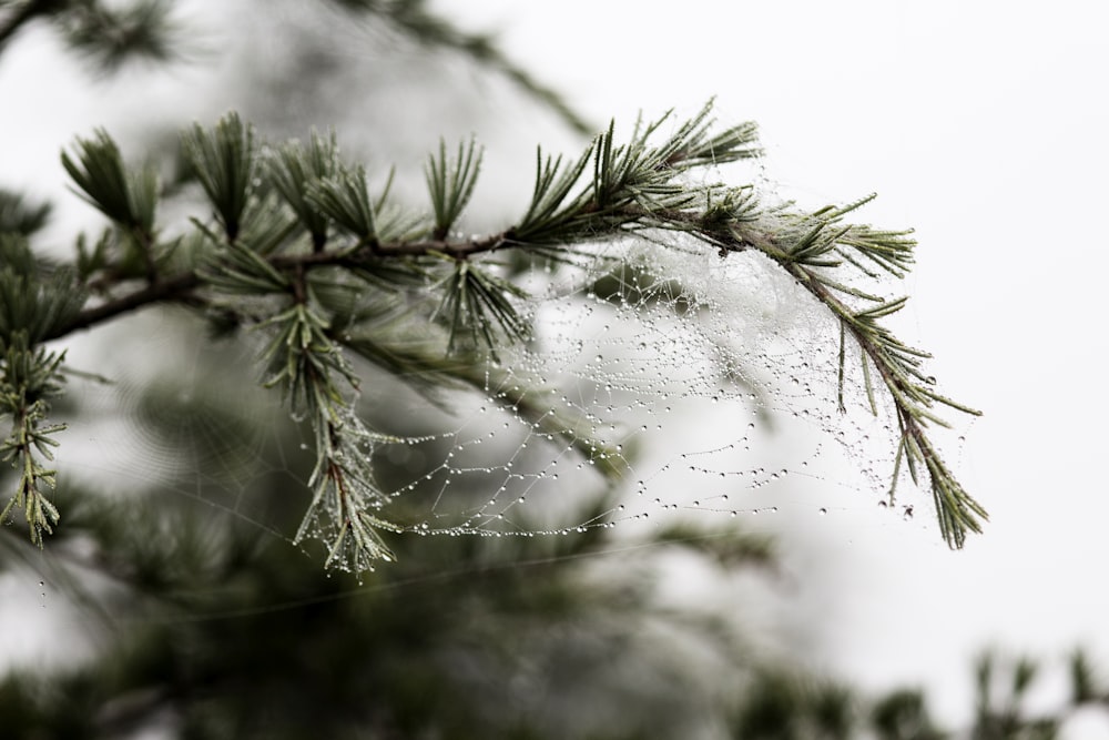 Photographie sélective de la feuille verte