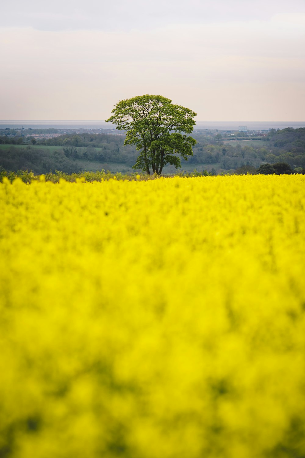 yellow flower field