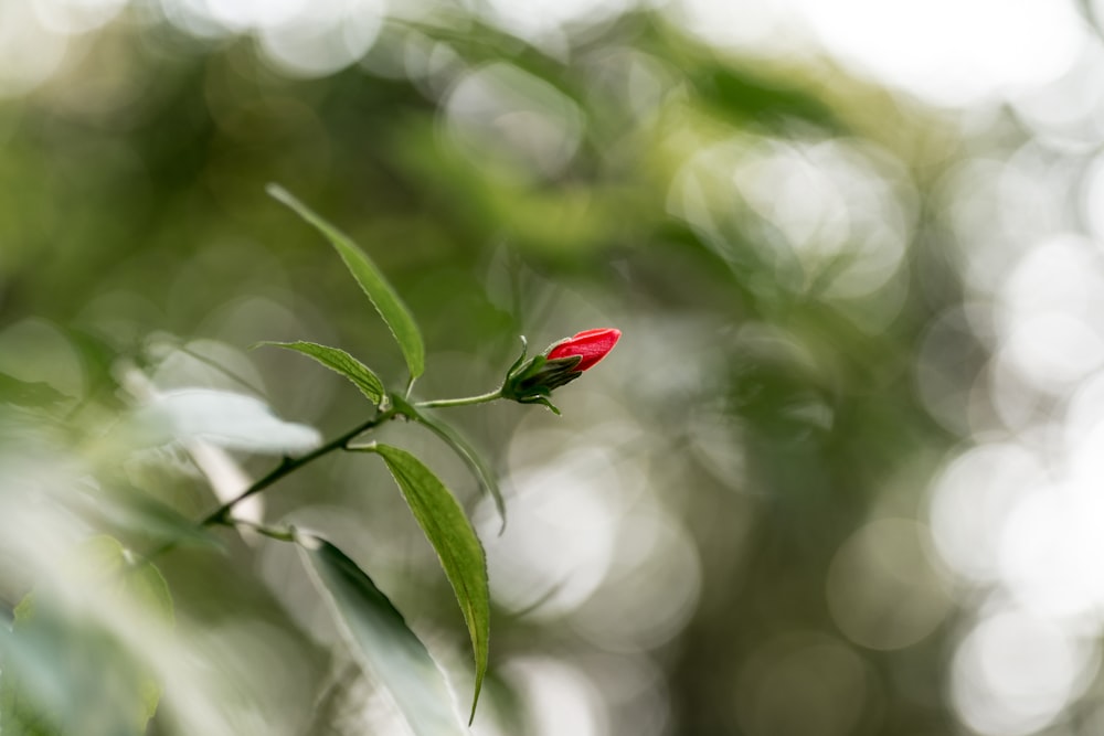 빨간 장미 꽃 봉오리의 선택적 초점 사진