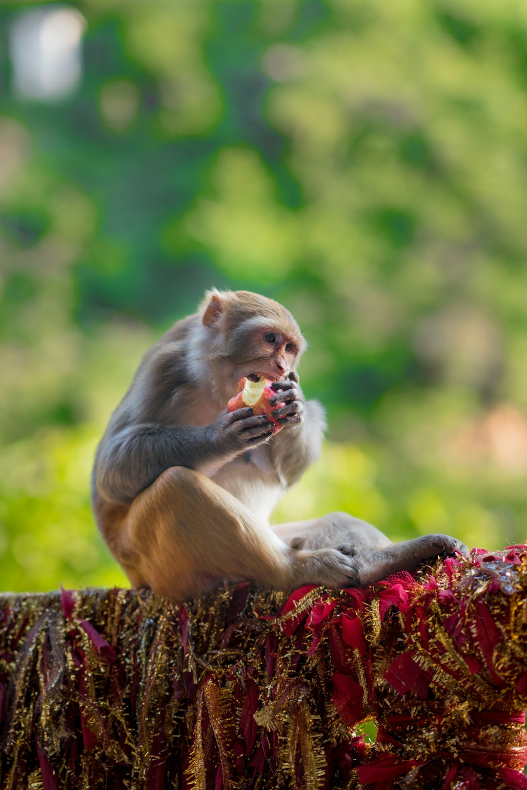 selective focus photography of eating monkey