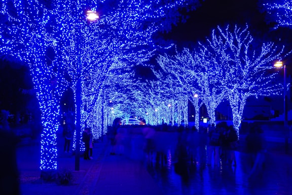 low angle photography of tree with blue string lights