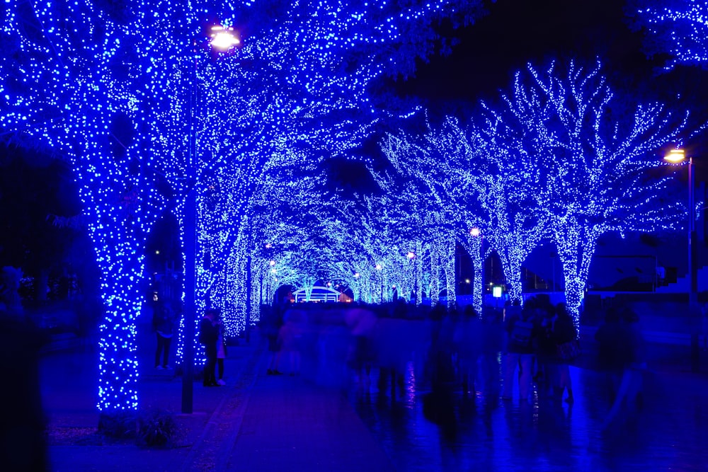 fotografia de baixo ângulo da árvore com luzes de corda azuis