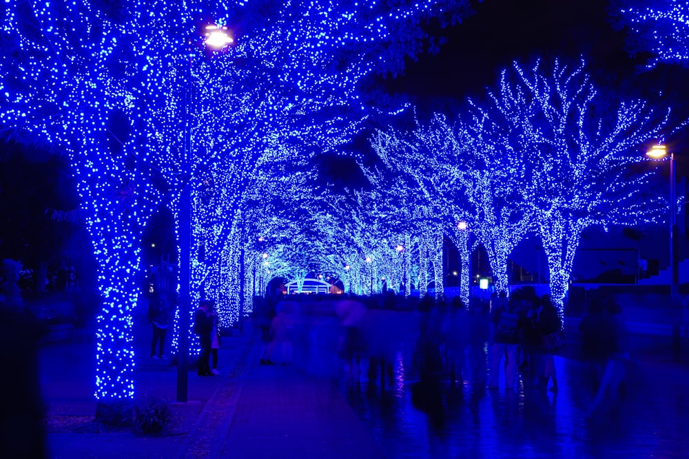 low angle photography of tree with blue string lights