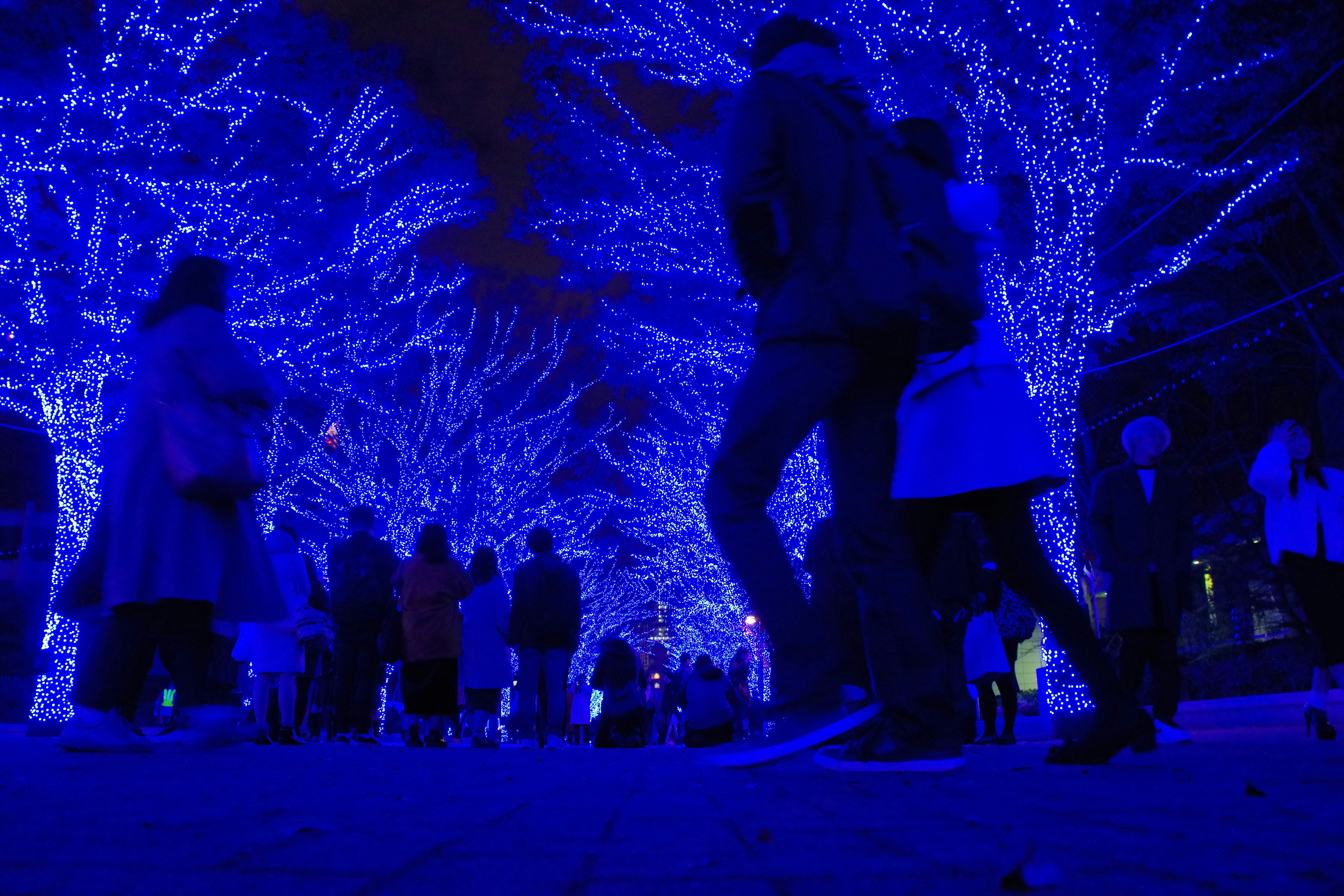 Photo by shima_giraffe