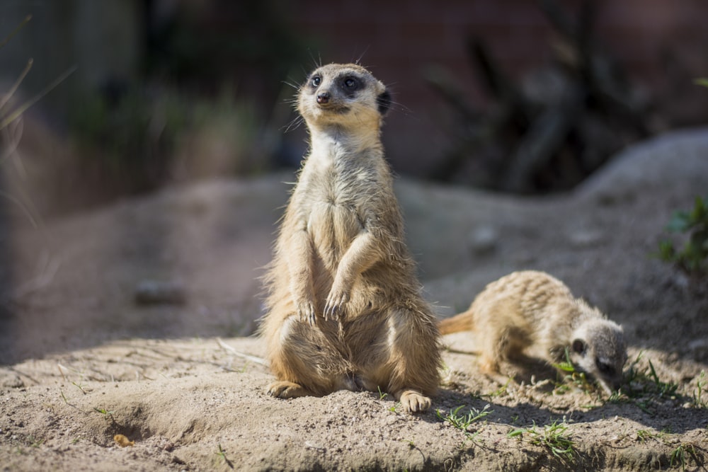 ferret animal