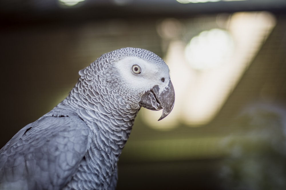 closeup photography of African Grey Parrot