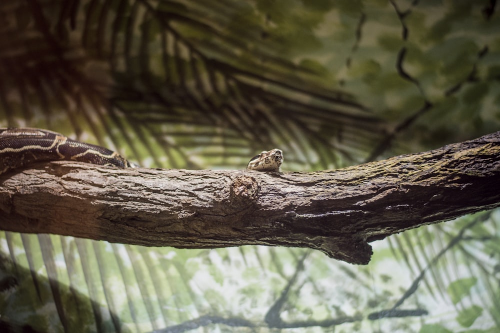 python snake on tree trunk