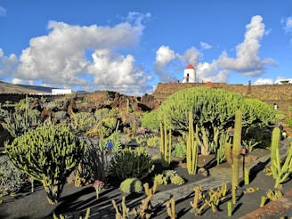 green cactus field under blue and white sky during daytime