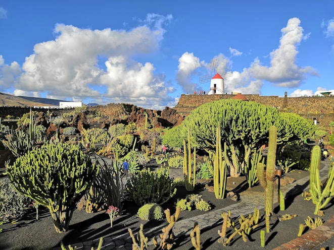 green cactus field under blue and white sky during daytime