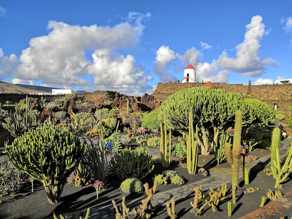 green cactus field under blue and white sky during daytime