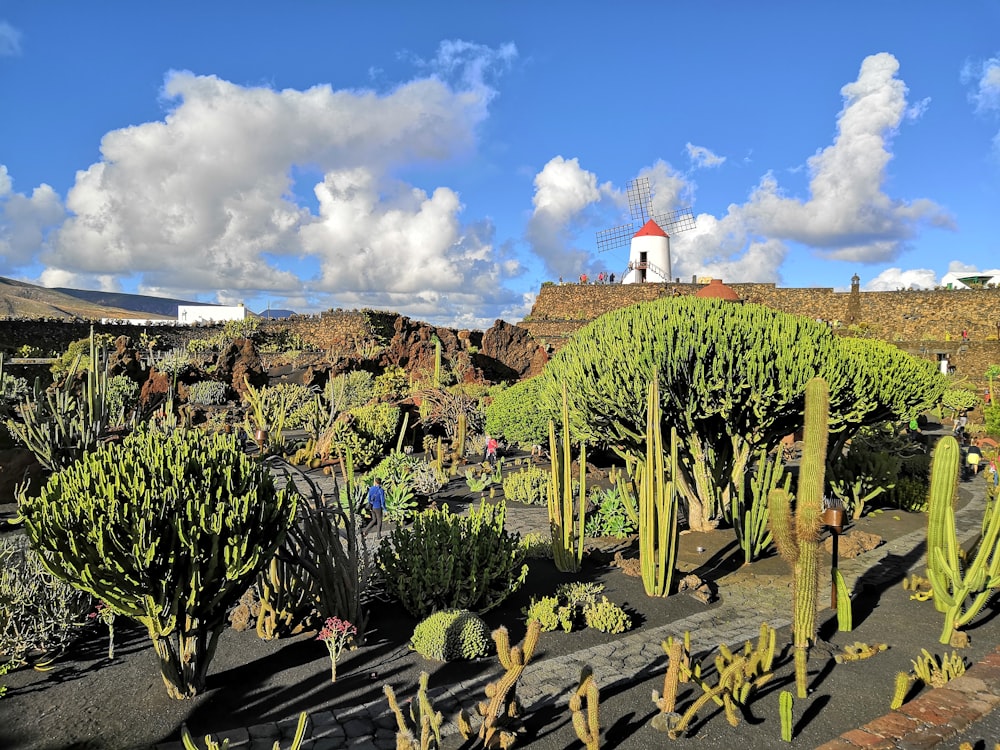 Campo de cactus verde bajo el cielo azul y blanco durante el día