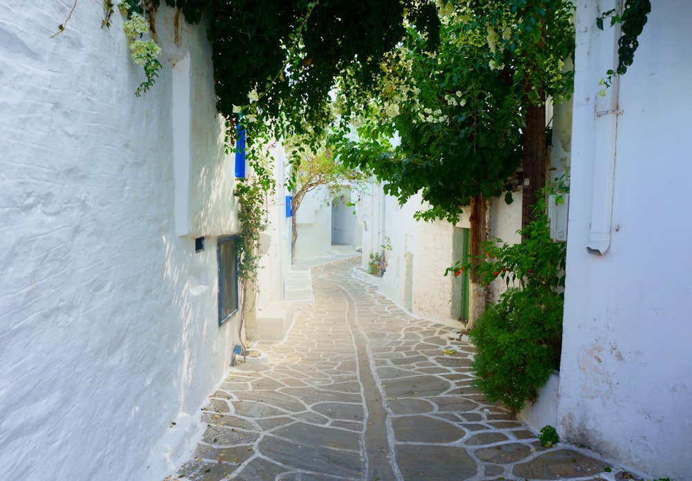 white painted wall near green-leafed plant during daytime