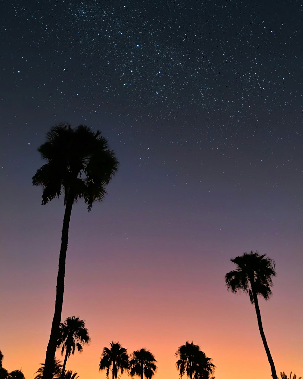 silhouette of tall palm trees at sunset