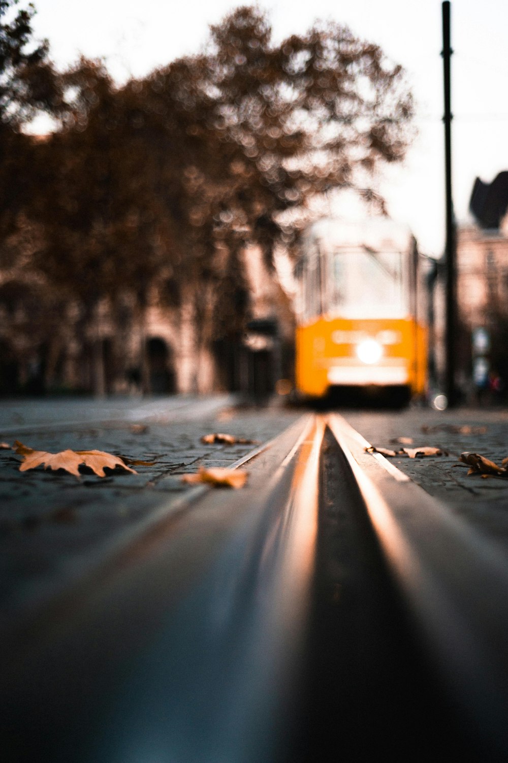 selective focus photography of dried brown leaves