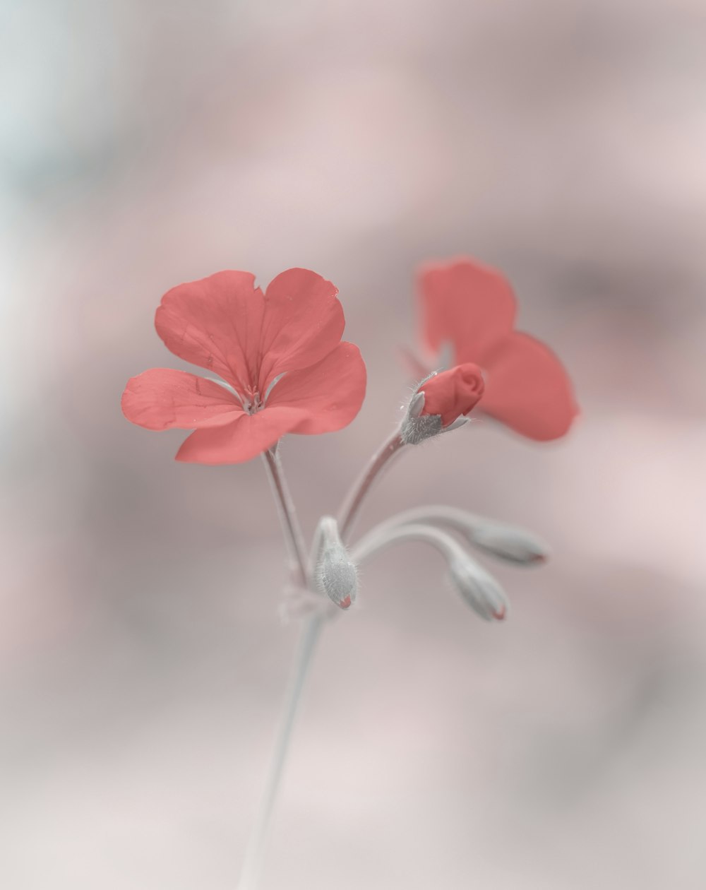 빨간 꽃의 얕은 초점