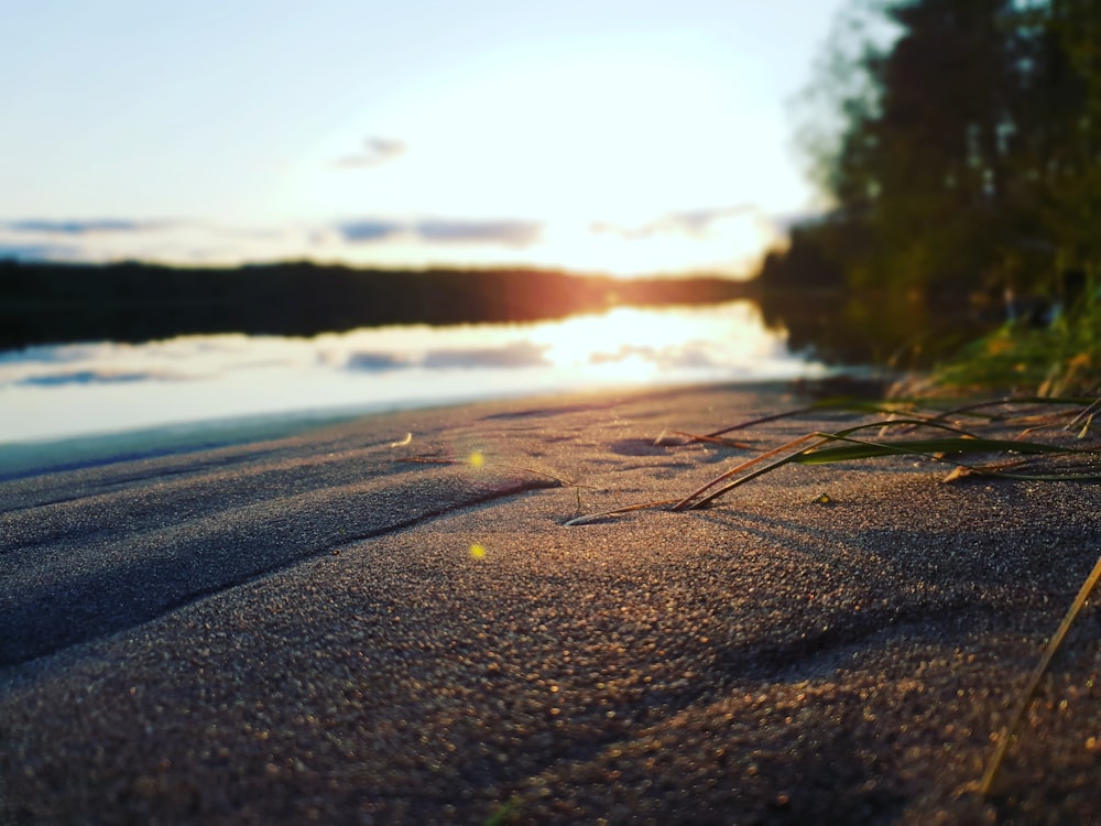 seashore near green tree