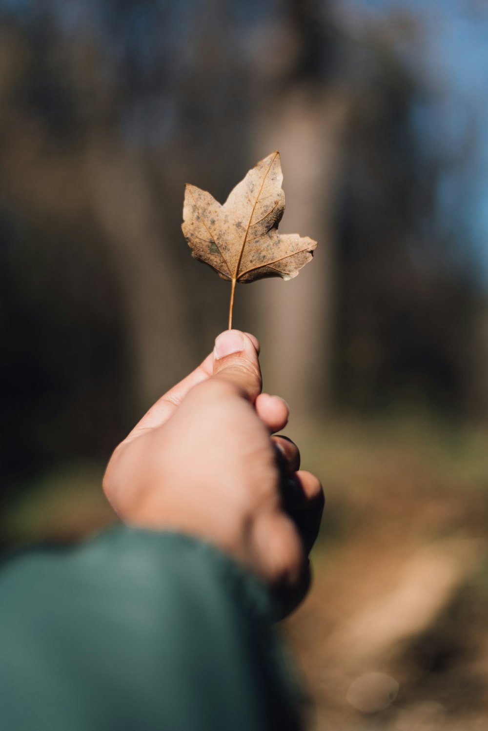 person holding brown fall leaf