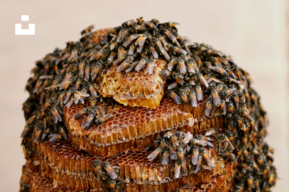 Colonel Bee Colonel of bee in honey photo – Free Brown Image on Unsplash