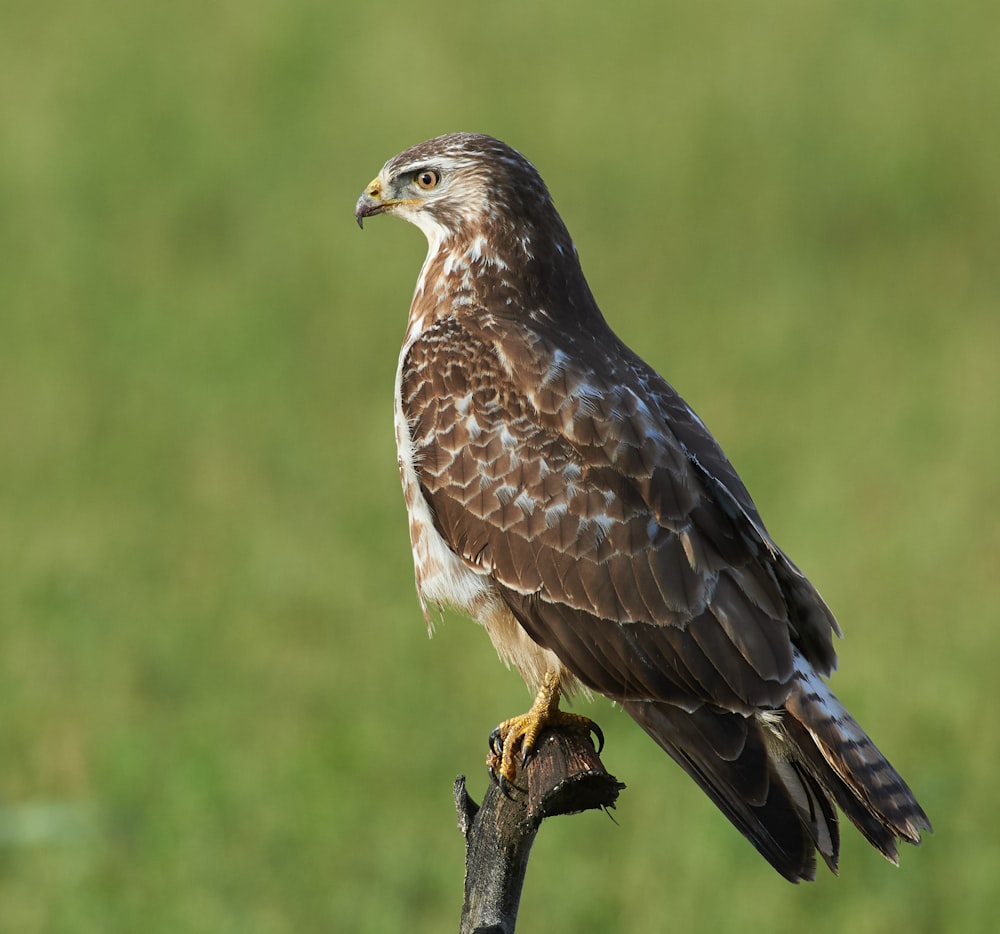 brown falcon