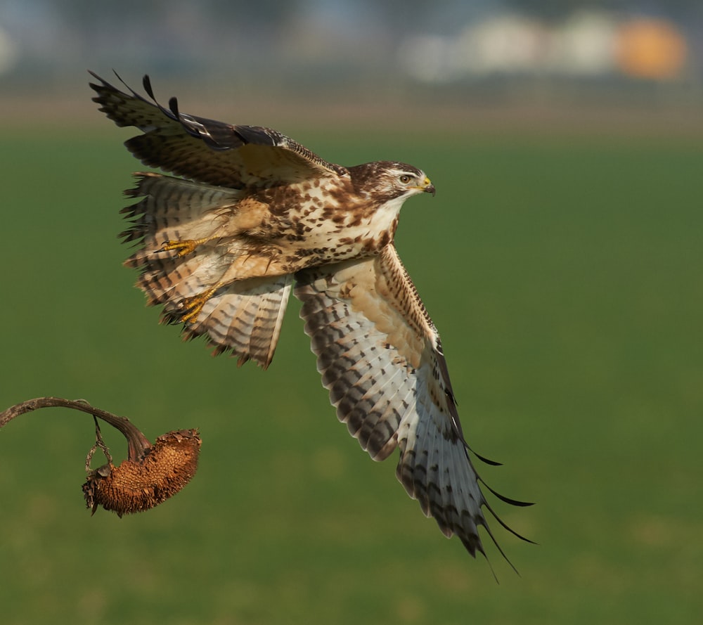 selective focus photography of flying white and brown owl