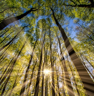 green and brown tree during daytime