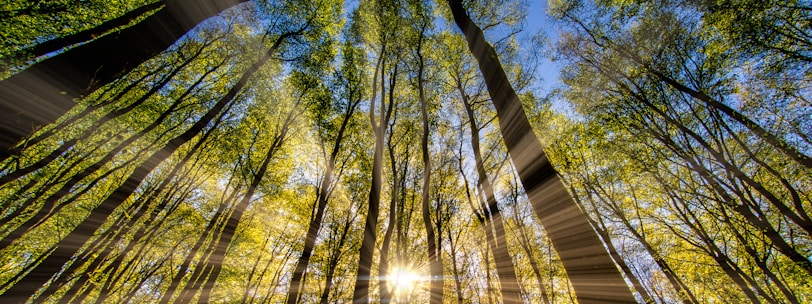 green and brown tree during daytime