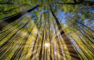 green and brown tree during daytime