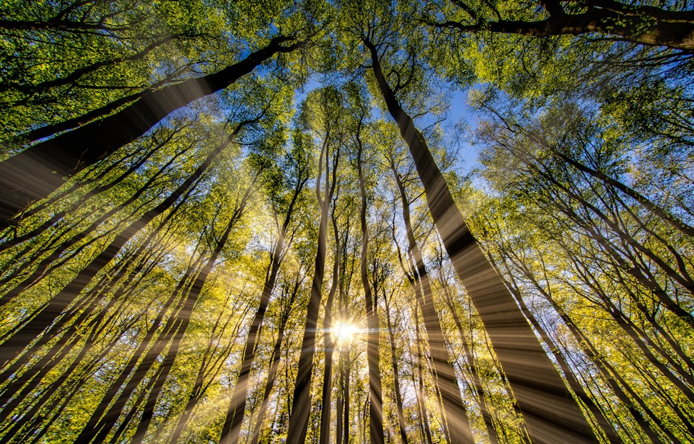 green and brown tree during daytime