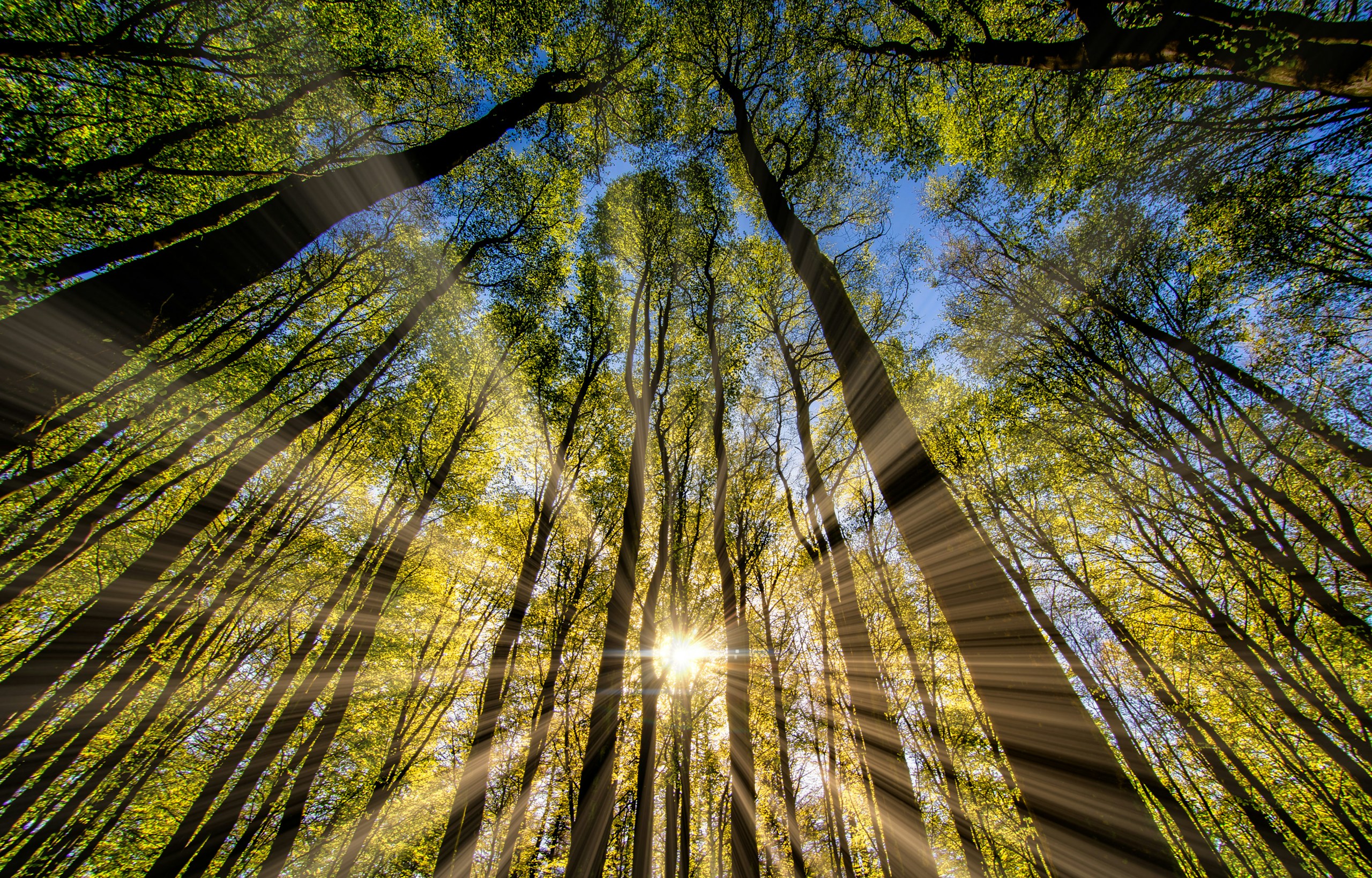 green and brown tree during daytime