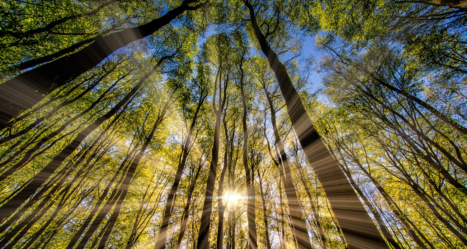 green and brown tree during daytime