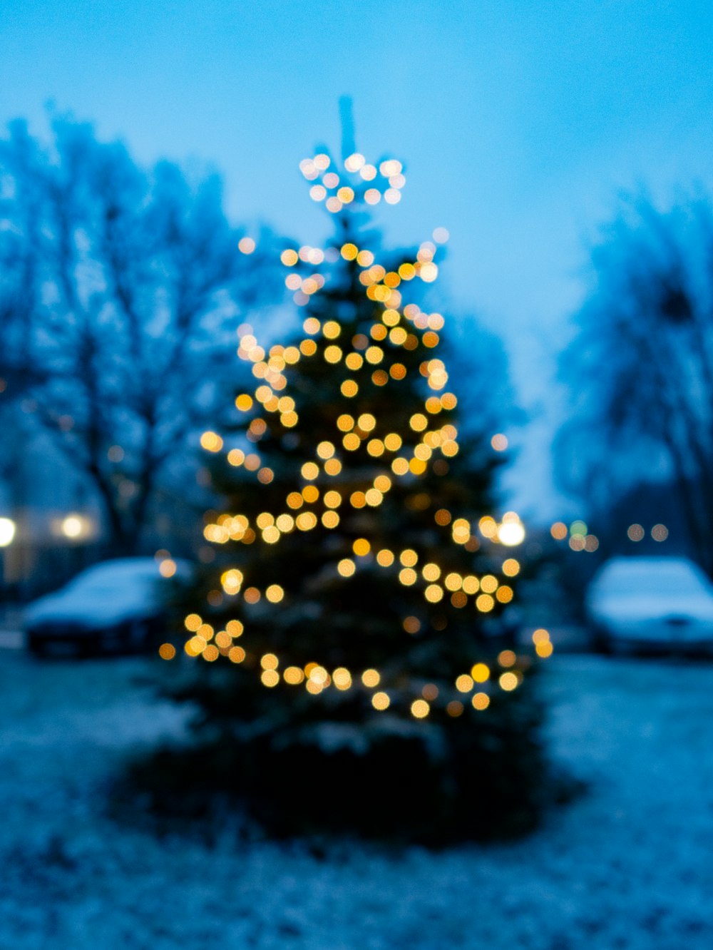 クリスマスツリーの写真 Unsplashで見つける木の無料写真