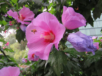 A soft-focus close-up of vibrant pink hibiscus flowers with dewdrops in morning light