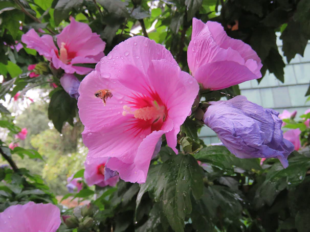 A soft-focus close-up of vibrant pink hibiscus flowers with dewdrops in morning light