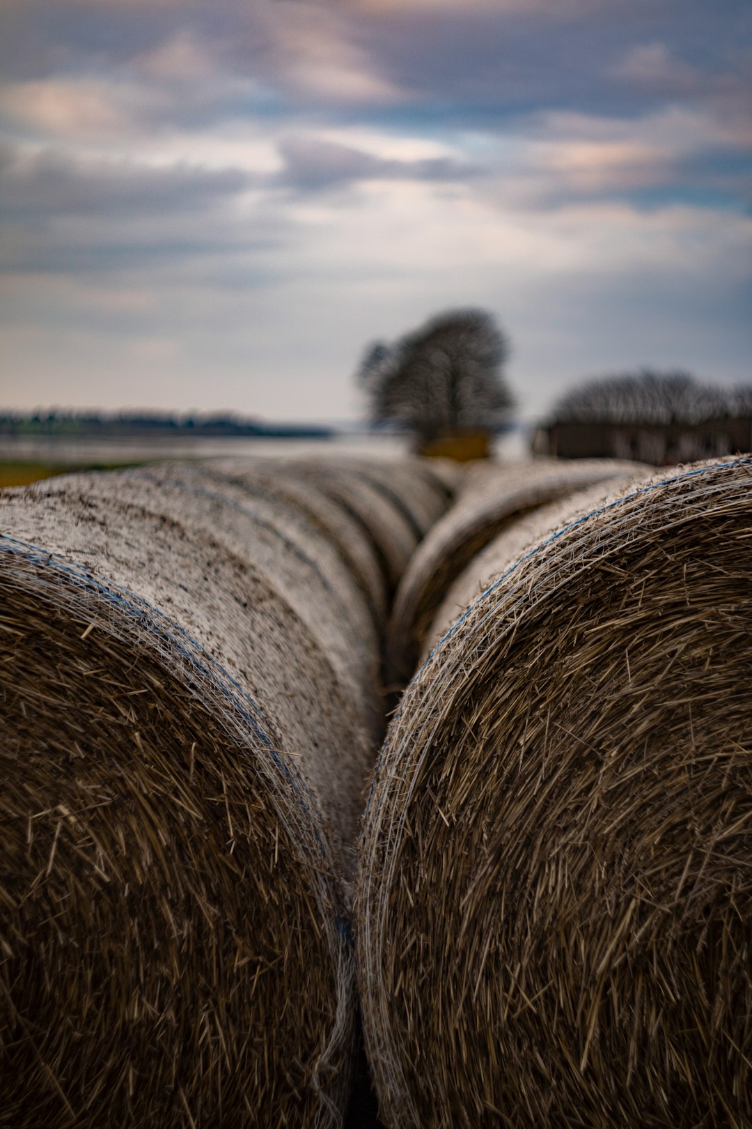 brown hay