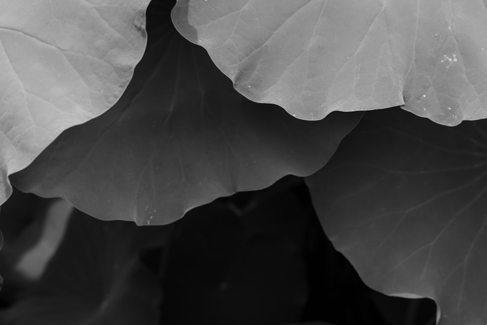 grayscale photo of leaves