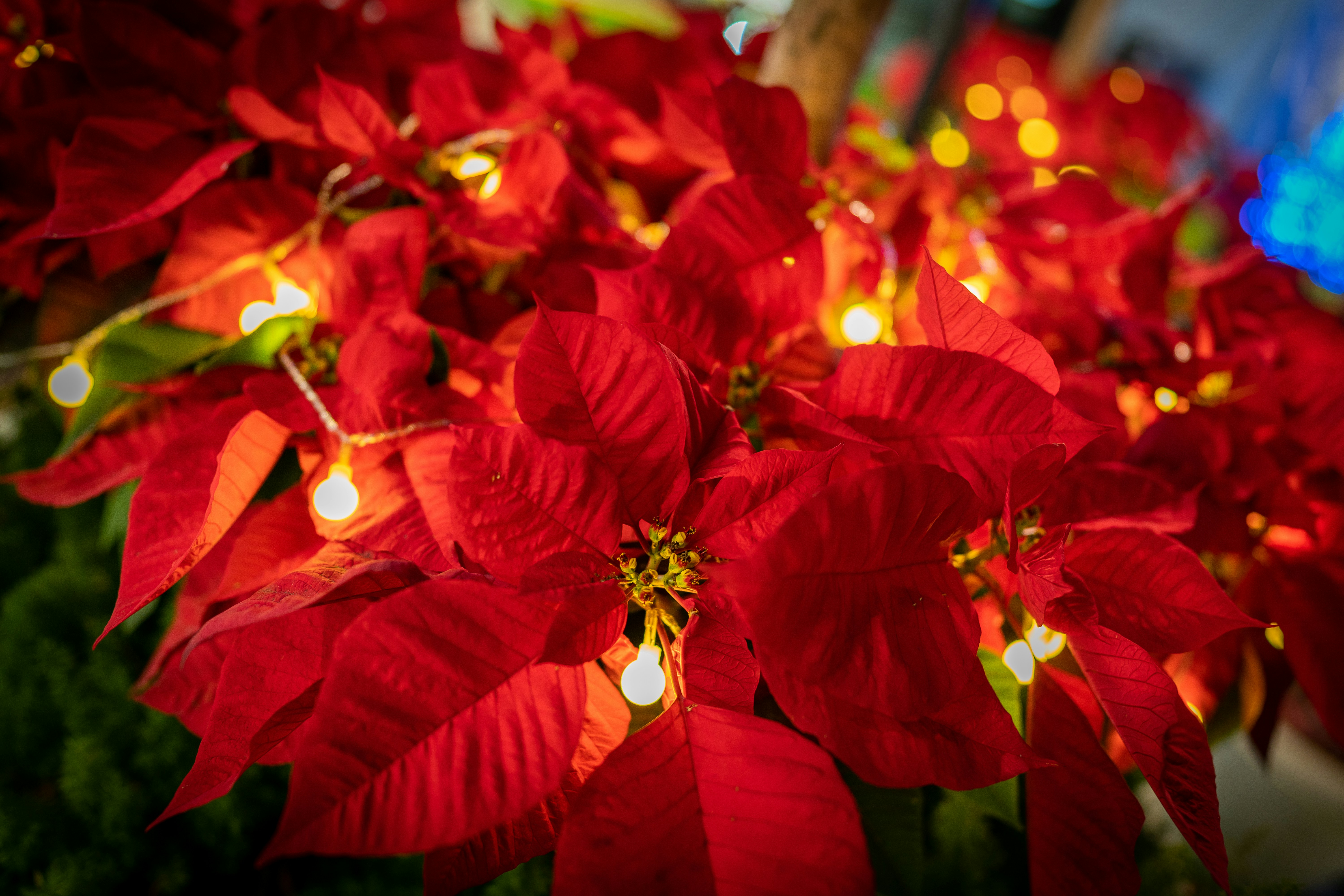 Exotic flowering cactus - Christmas Cactus adorned with festive holiday lights